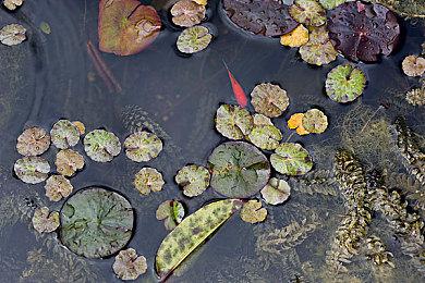 《魔兽》国服赞助CNDOTA！iG和XG感谢网易雷火支持